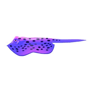 Purple Spotted Stingray